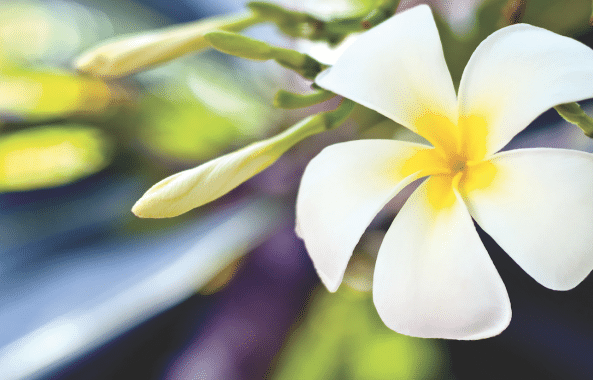 Hawaii Destination Weddings 3