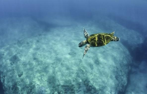 Hawaii Destination Weddings 13