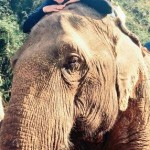 Jennifer Doncsecz in Chiang Rai Thailand