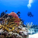 Cozumel Palace Resort