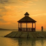 secrets wild orchid
