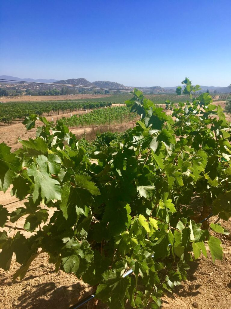 grape vines in winery